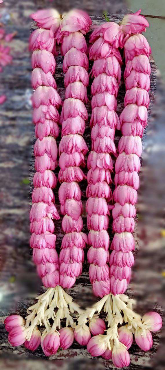 Pair of closed pink lotus garlands ending in clusters of lotus buds on pale stems.