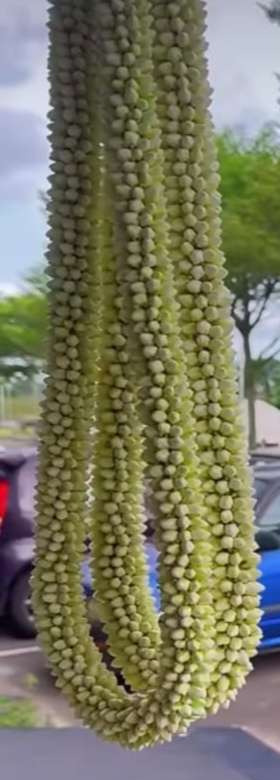 Long garland of green buds hanging outdoors.