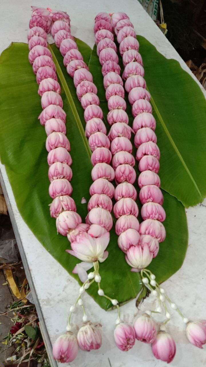 Pink closed lotus-style buds arranged as garlands on green leaves, with pale pink flower tassels.